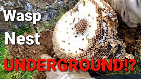 ground wasp nest removal